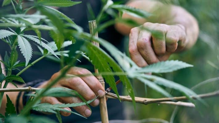 Culture du CBD : les étapes clés d’une production responsable